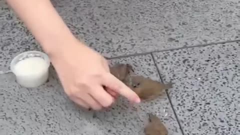 Funny Videos