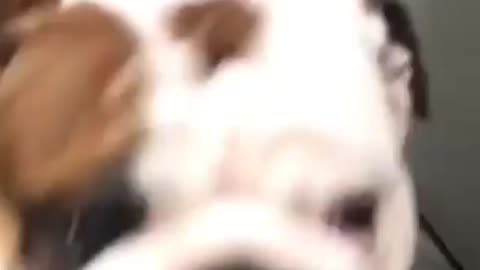 American bully shaking His b**ty So Funny
