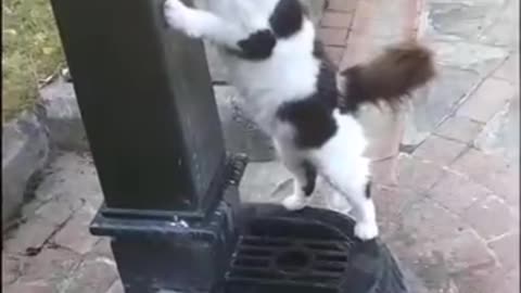 Funny cat #Trending video