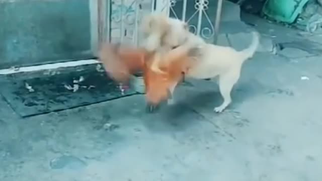 Funny dog and Chicken Video 2021