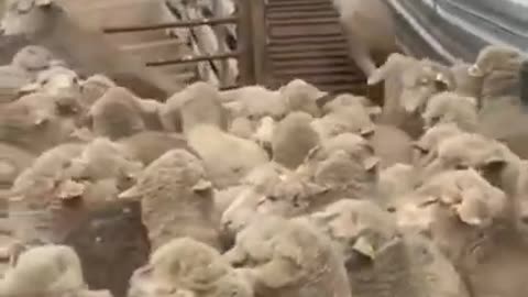 Dog Clearing Sheep's Traffic Jam #shorts #viral #shortsvideo #video