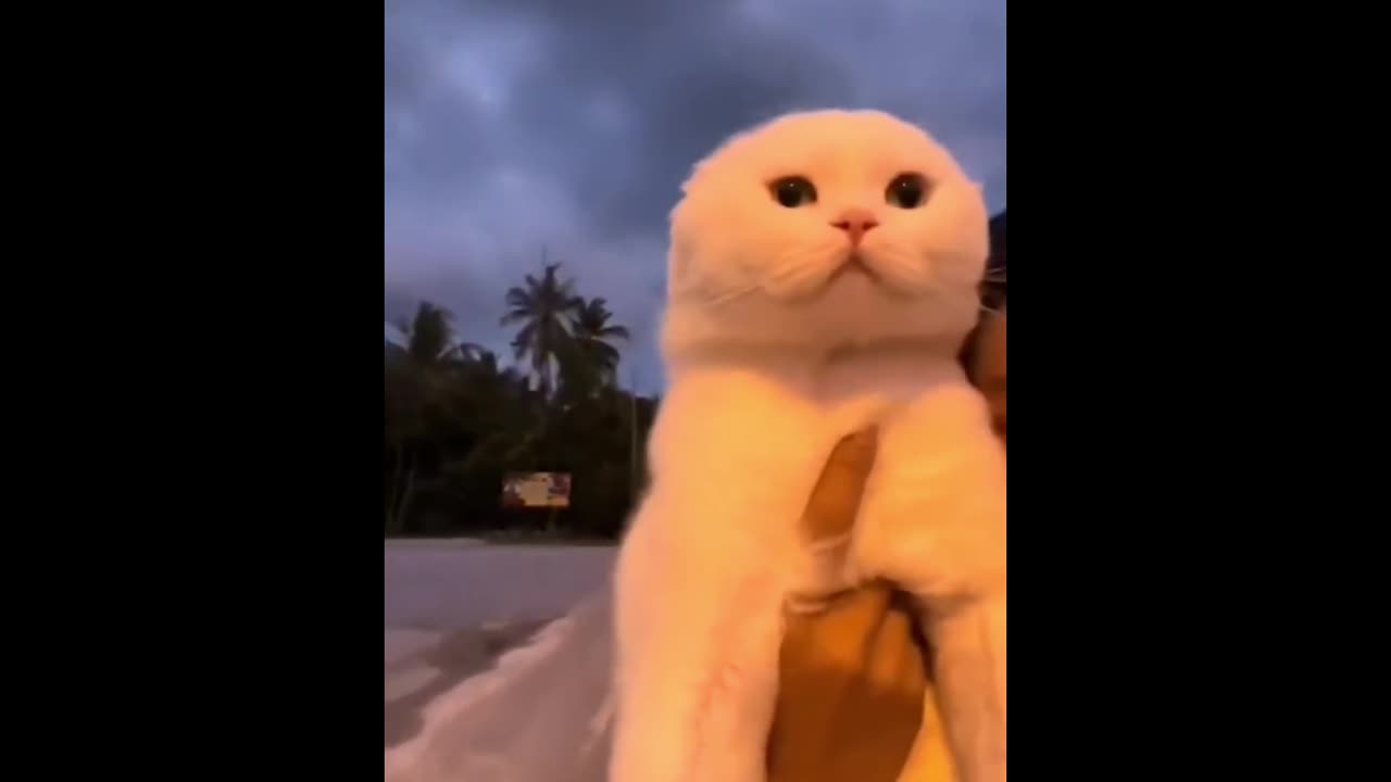 Cute cat enjoying the ride with his family