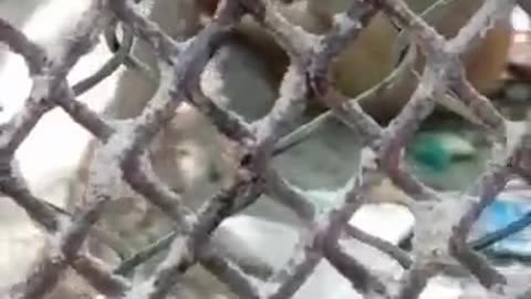 Amazing eating style of monkey