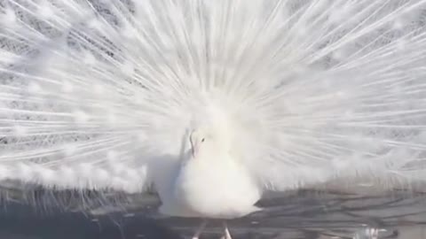 🦚