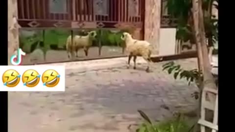 funny animal videos