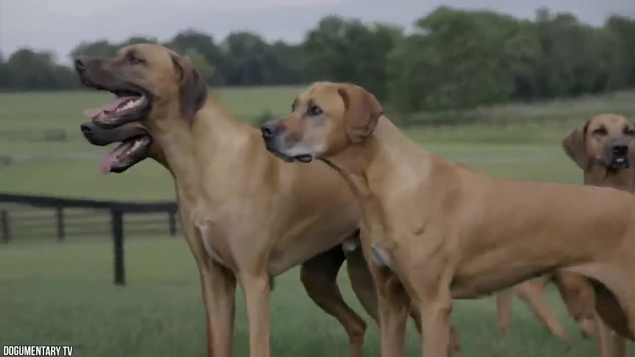 Top 10 Most Powerful Guard Dogs