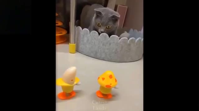 Funny cats - from youtube.