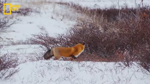 Predators Attack Wildlife documentary