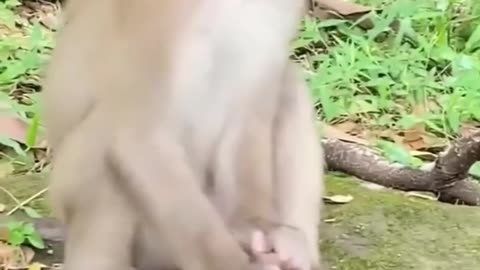 Monkey cheking frog eye