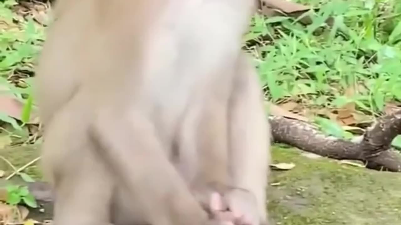 Monkey cheking frog eye