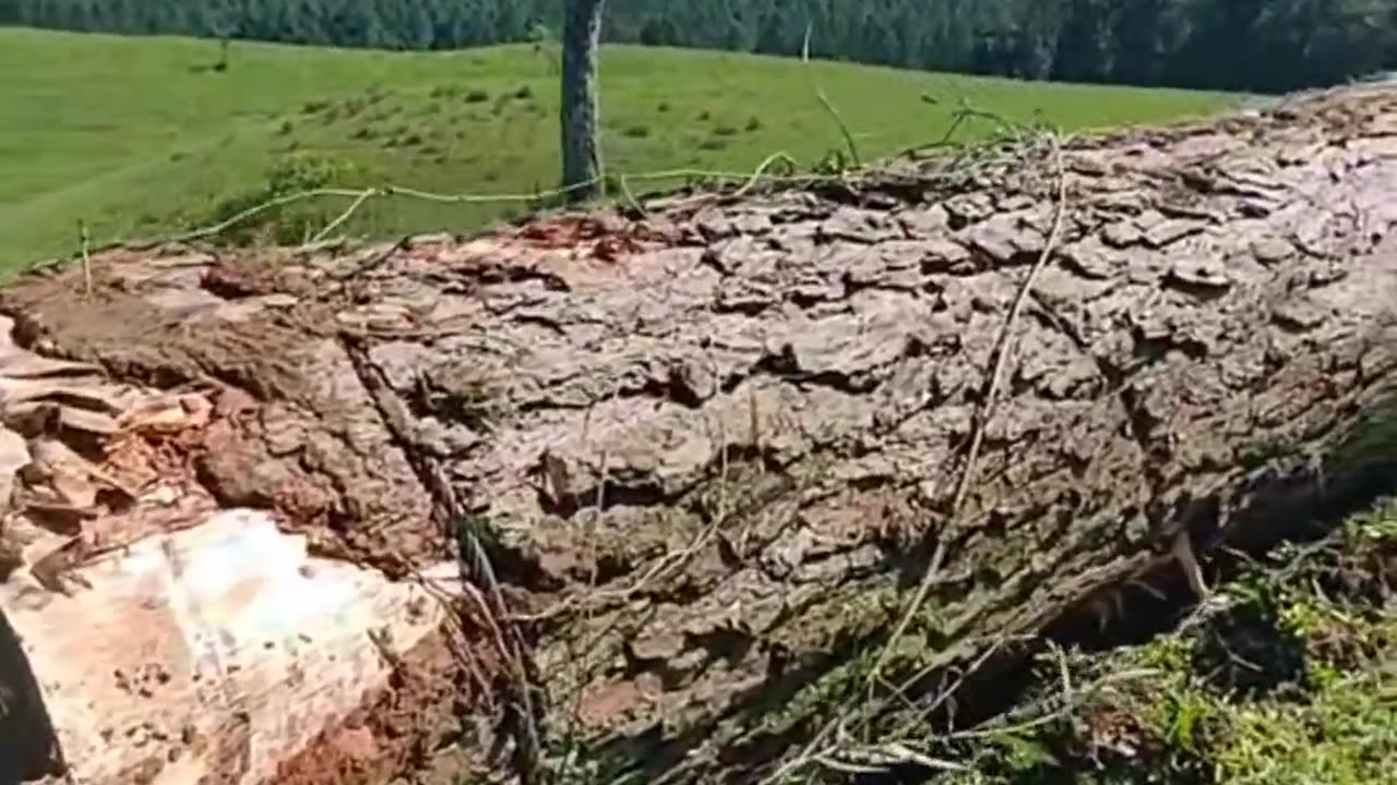 CRC vídeos curiosos