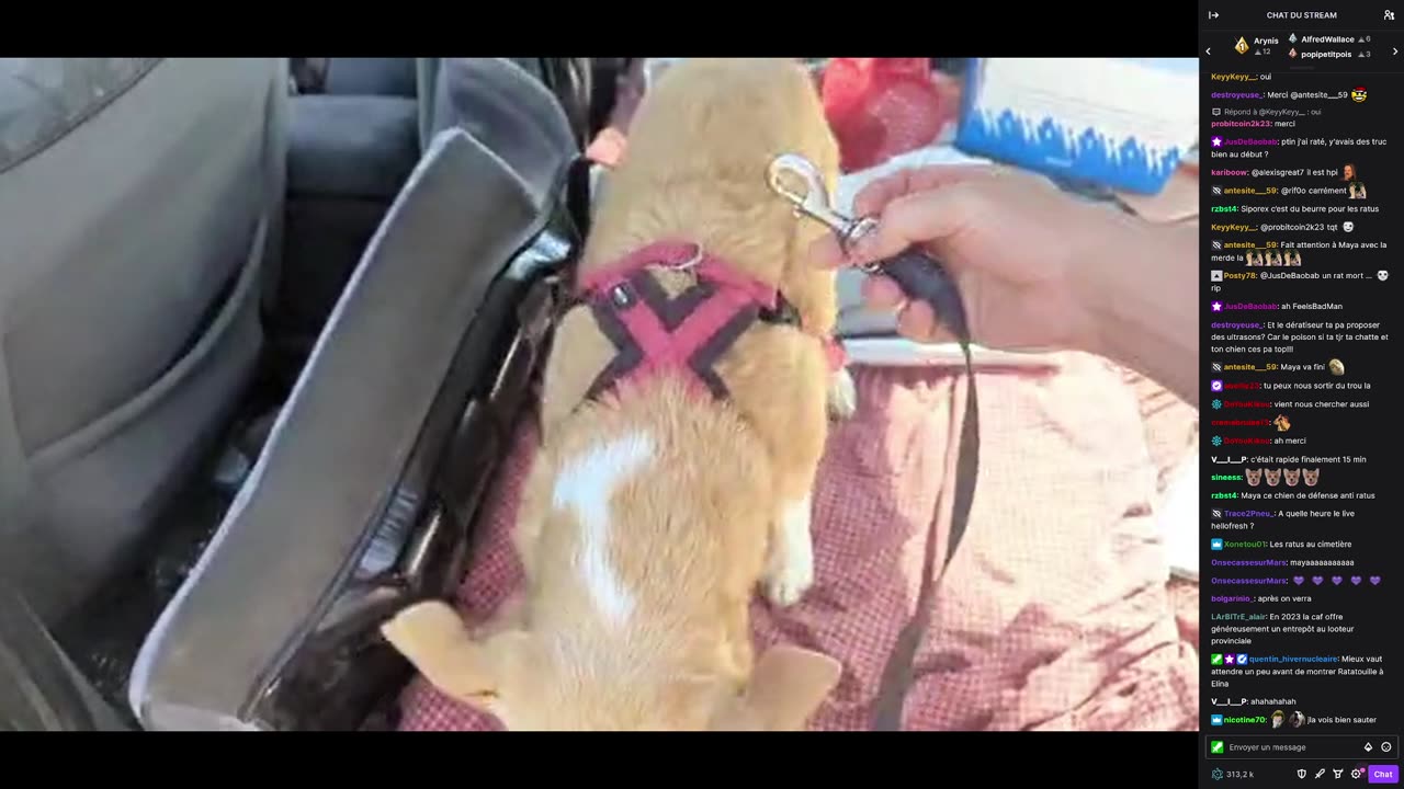2023-05-10 (1bis) - Jugulation (génocide) des rats - Twitch Triskelina (version avec chat)