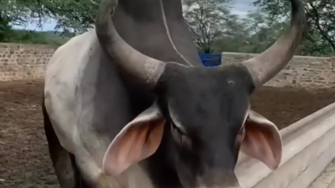 the bull voice