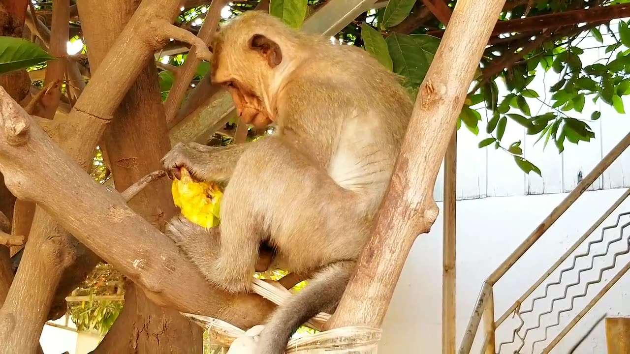 Funny monkey animals