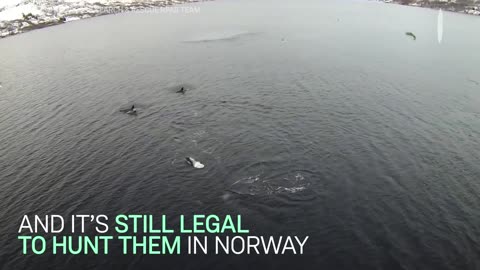 It Took The Coast Guard 5 Hours To Untangle This Whale