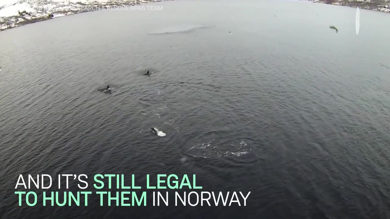 It Took The Coast Guard 5 Hours To Untangle This Whale