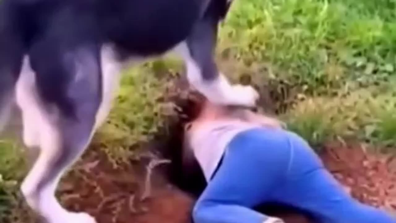 Animal funny video| funny video|