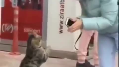 Funniest Cats 😹 - Don't try to hold back Laughter 😂 - Funny Cats Life