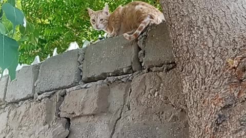 Beautiful cat 🐈