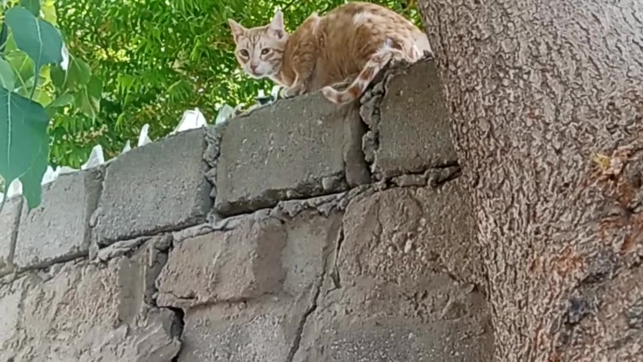 Beautiful cat 🐈