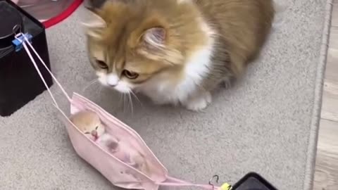 #cat