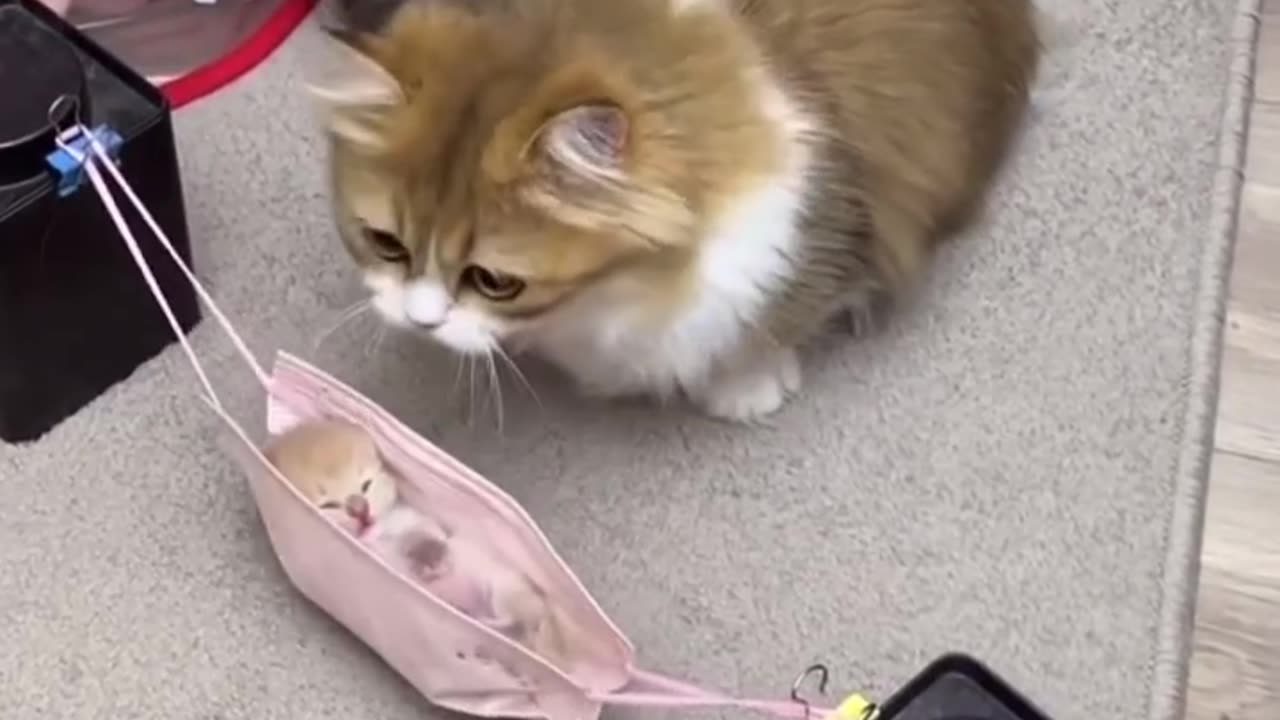 #cat