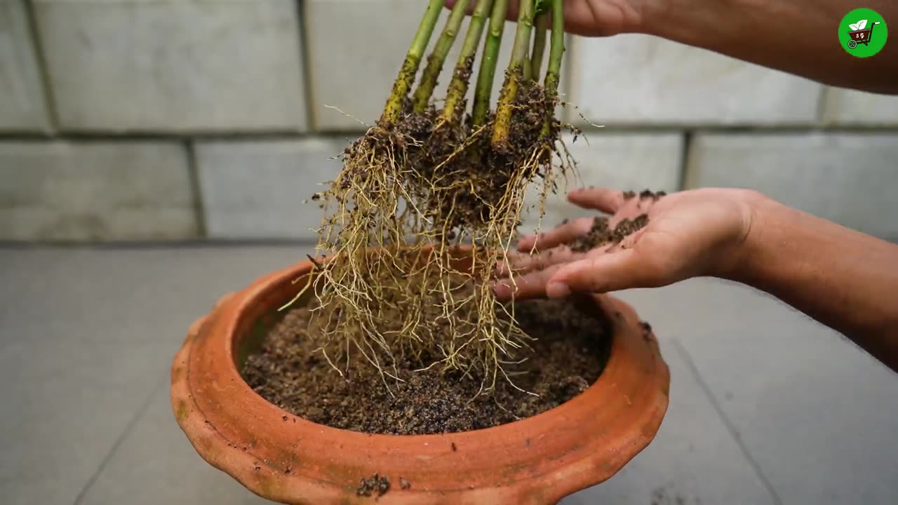 🍌Banana Power for Propagate Lemon Tree from Cuttings⚡