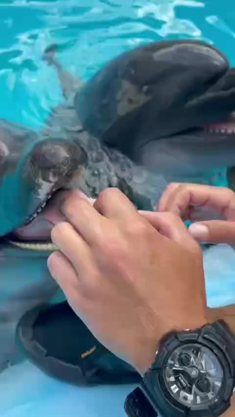 Dolphin’s tongue is very ticklish