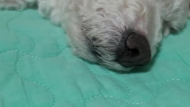 Have a delicious dream
