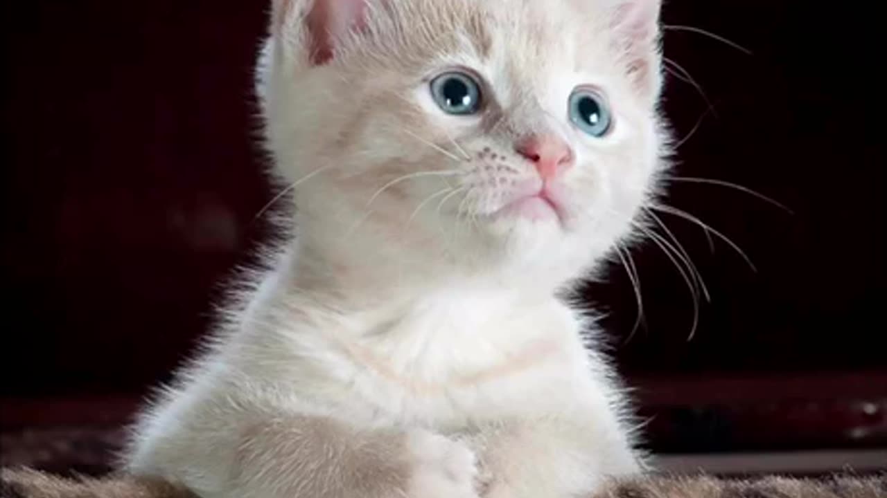 White cat