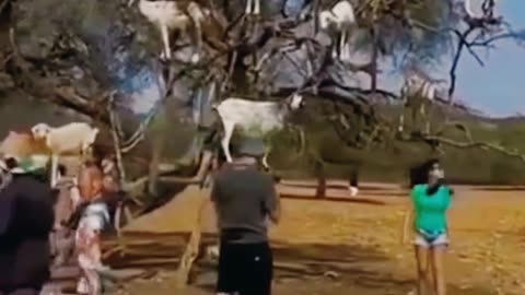 Funny goat
