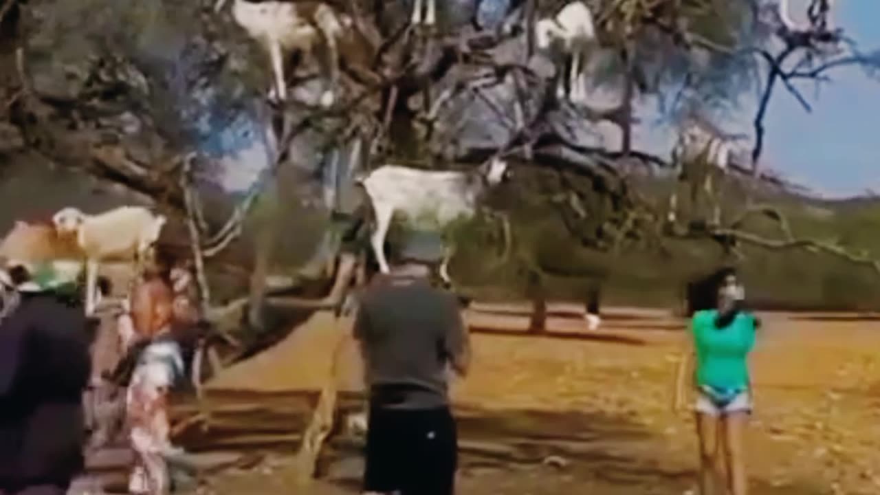 Funny goat