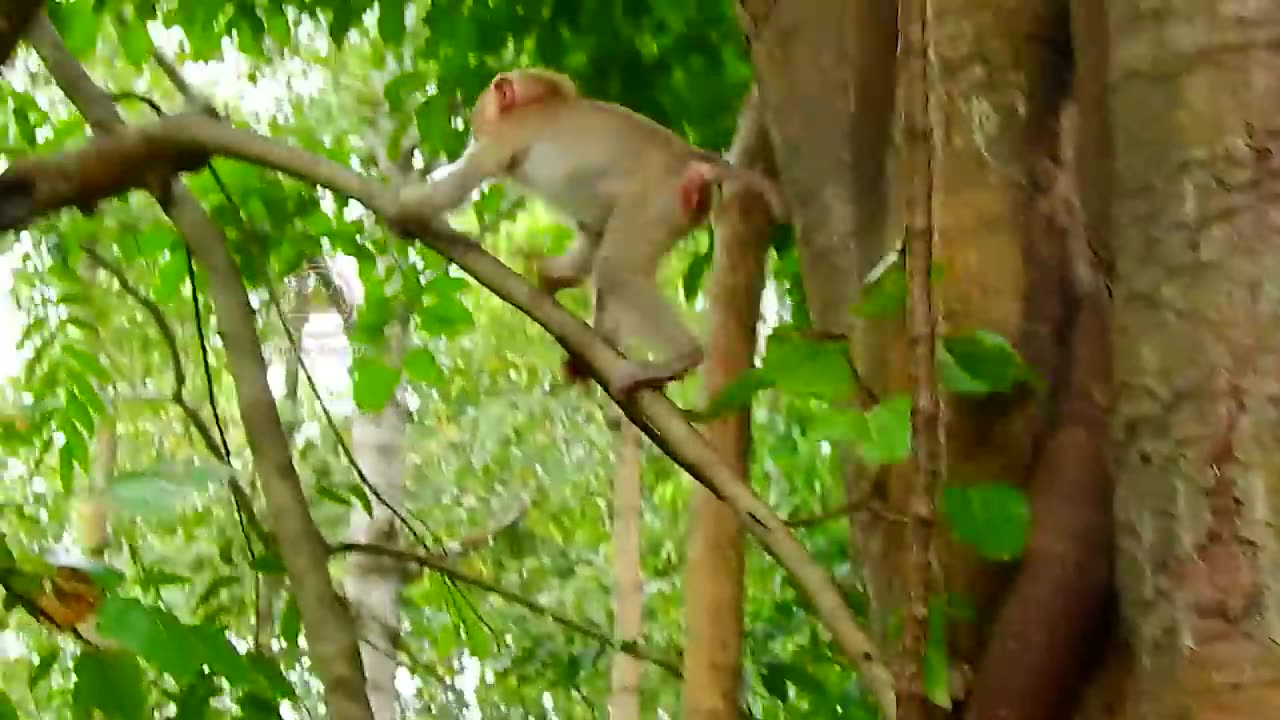 So funny baby monkey Rojo with his friend