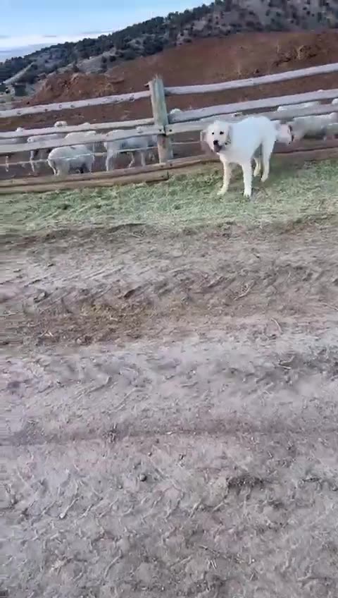 Food availability is going away