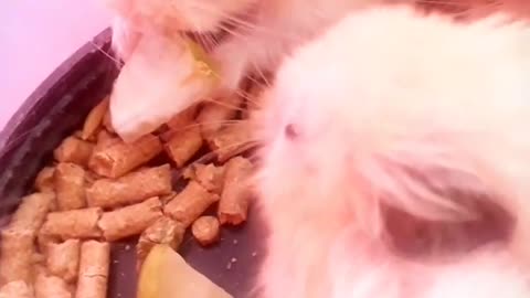 HAMSTERNAHORADOLANCHE-HAMSTERSNACKTIME#shorts#pets#funny