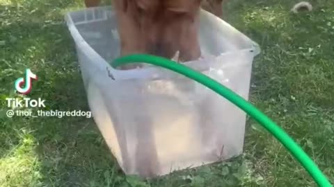 Funny dogs to make your day better #relaxmydog #funny