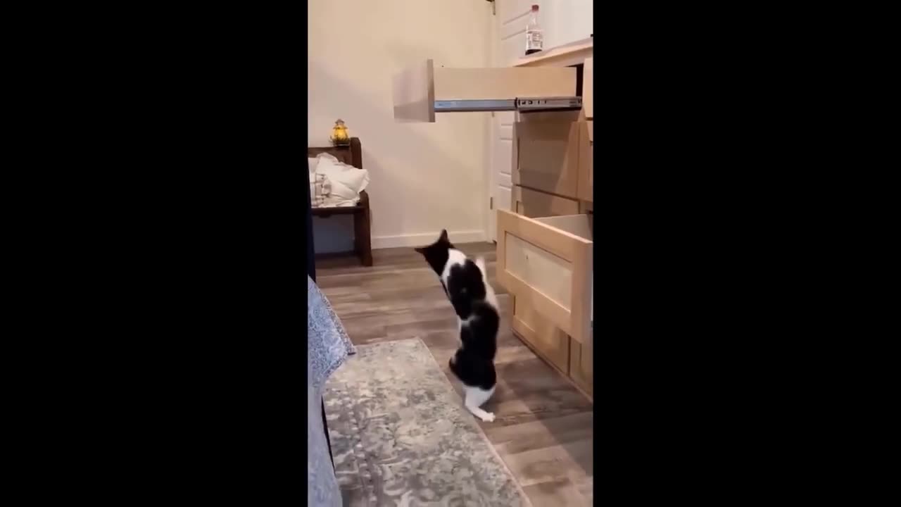 Cat vs dog funny 🤣