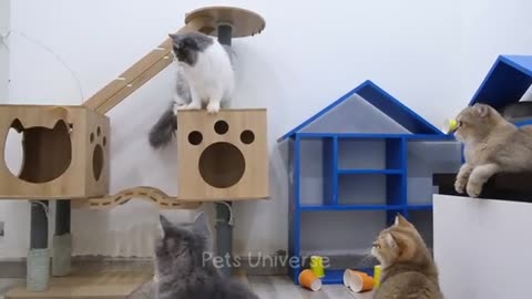 Funny cats comedy video