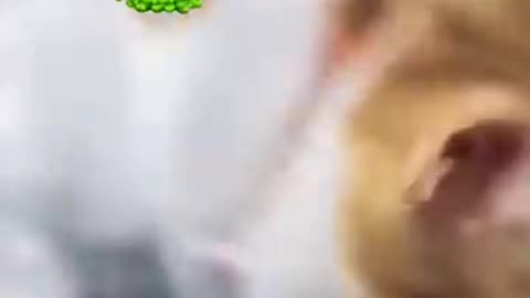 Funniest Animals 2024😂 New Funny Cats and Dogs Videos 😻🐶
