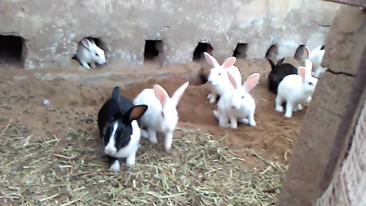 Cute rabbits🐰🐰🐰