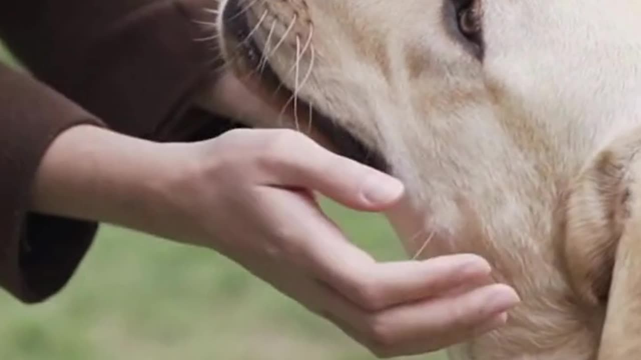 Heartwarming Connection 🐶❤️👉 See the Description for a Surprise!