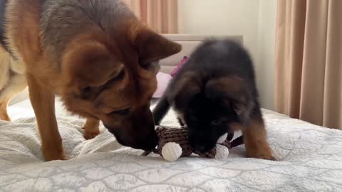 First Steps to the Friendship of the German Shepherd and New Puppy