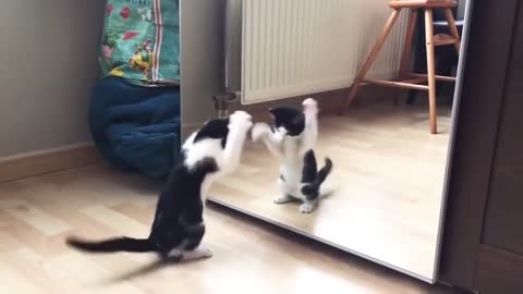 Funny Cat And mirror Video (30 seconds)