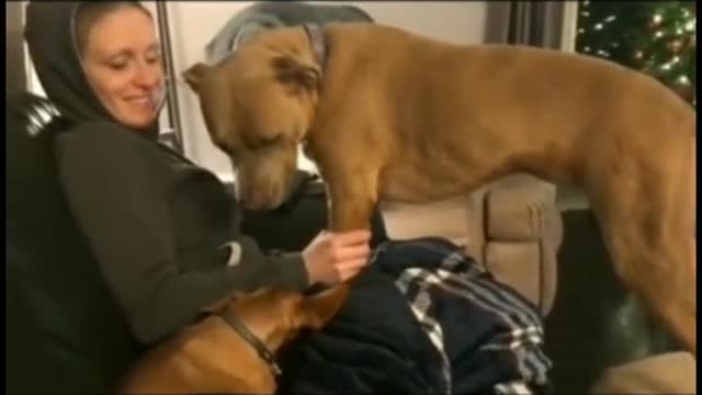 A dog's daily routine