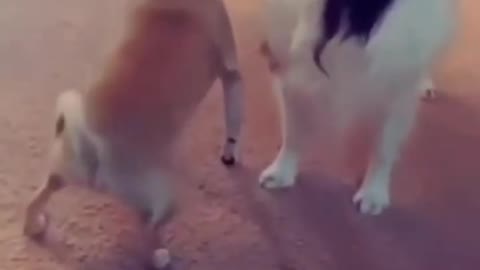 😂😜 funny video EP -98🤣😛#tiktok #funny #