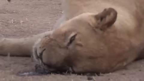 Scary! The Lion Died Tragically After Being Attacked By A Poisonous Snake