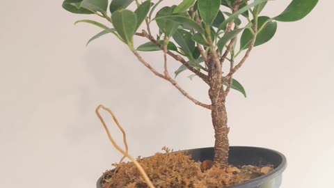 Pruning a Ficus microcarpa Tiger Bark