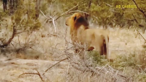 Elephant Show Strength! Painful Lion Is Attacked And Tortured By Africa's Deadliest Elephant