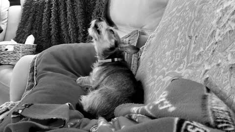 Penny "sings" for the camera