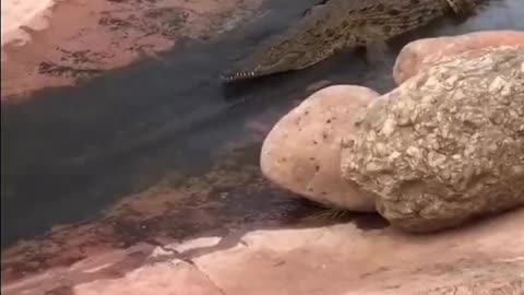 The rich crocodile